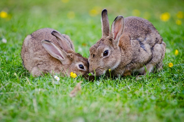 image of Two Rabbits