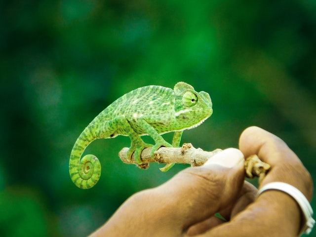 image of Chameleon