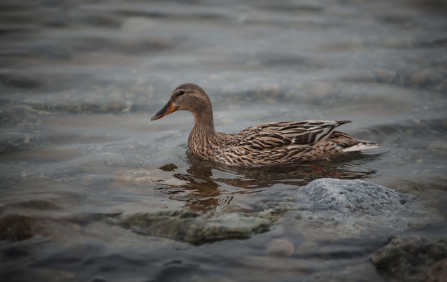 image of swimming Duck