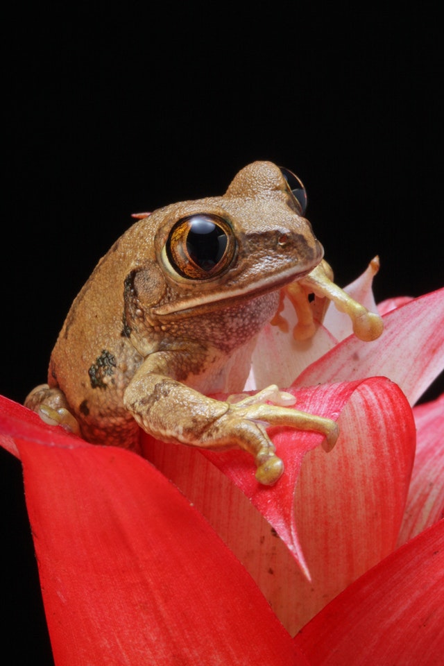 image of Coqui