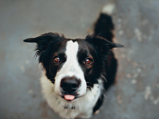 picture of border collie