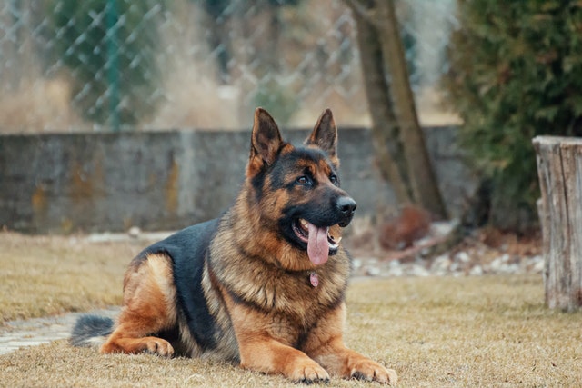 picture of german shepherd