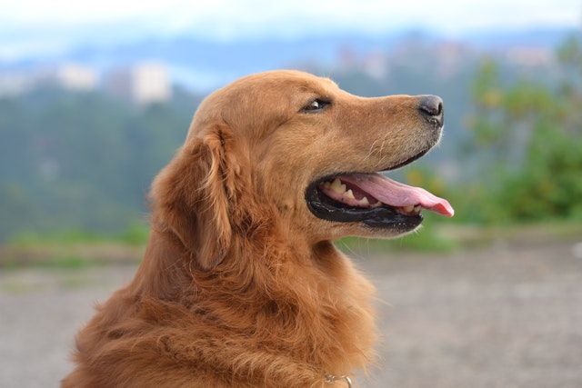 goldenretriever