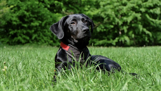 picture of labrador retriever