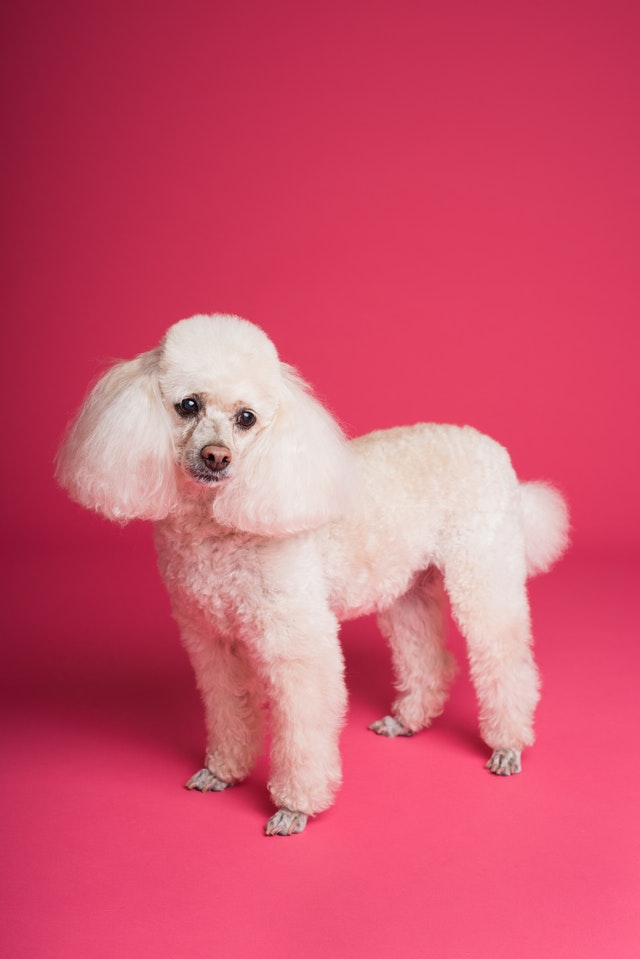 picture of poodle