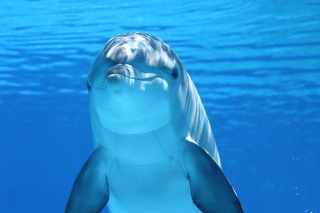 picture of dolphin