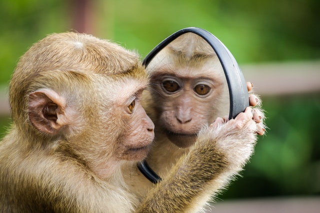 picture of monkey