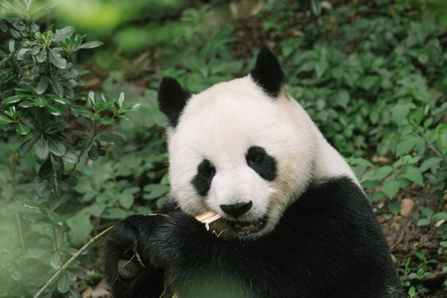 picture of panda